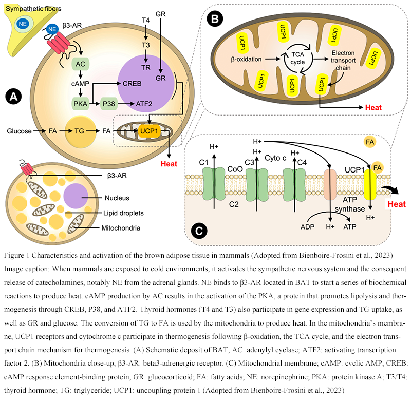Regulation of Energy Metabolism in Mammals: The Role of Brown Adipose ...