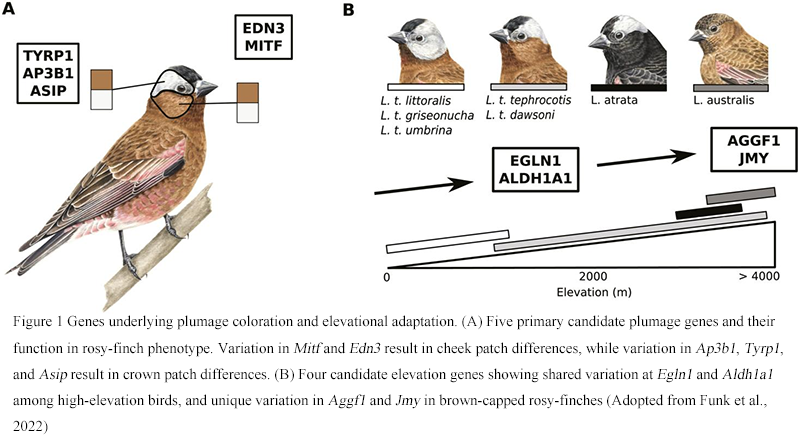 Heritability of Important Phenotypic Traits in Bird Populations | Li ...