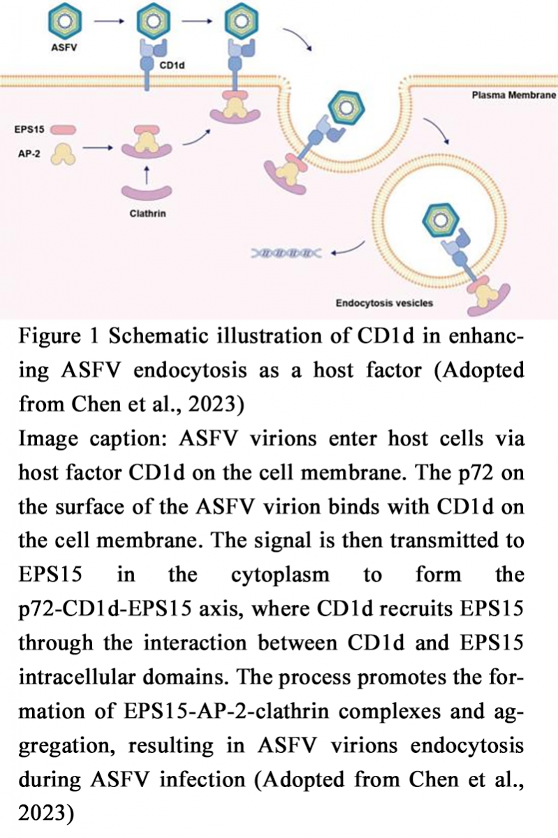 Interactions Between African Swine Fever Virus and Host Cells ...