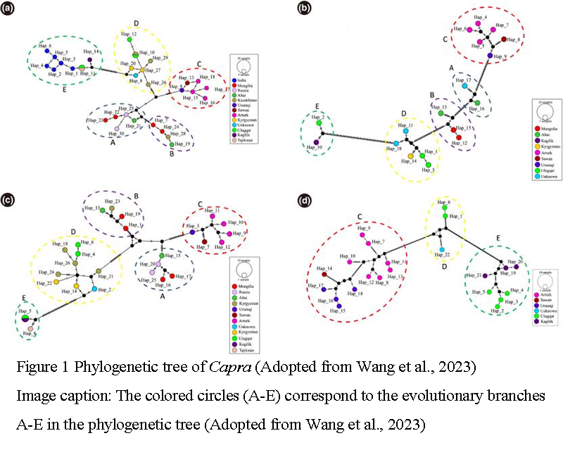 The Hidden Complexity of Capra Evolution: A Multi-Layered Phylogenomic ...