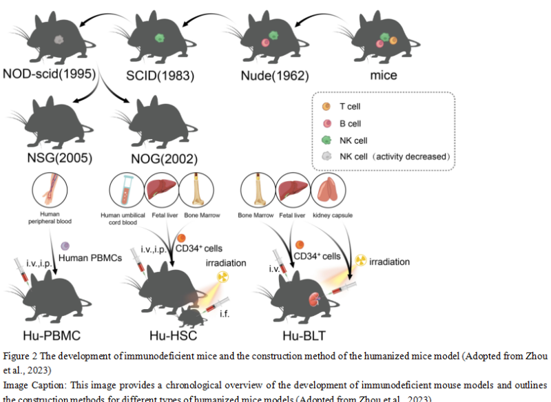 Animal Models in Immunotherapy: Potential and Limitations | Si ...