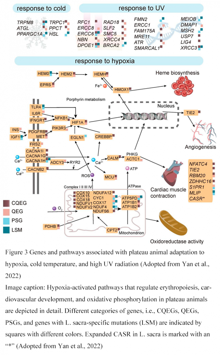 Genomic Insights into the Adaptation of Reptiles to Extreme ...