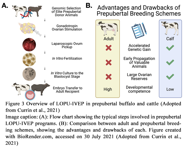 Optimization of Reproductive Technologies in Water Buffalo: A Review of ...